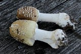 Amanita multisquamosa image
