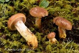 Gomphidius borealis image