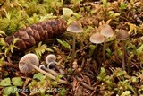Mycena tenax image