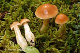 Cortinarius galeobdolon image