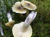 Tricholoma arvernense image