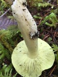 Tricholoma arvernense image
