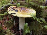 Tricholoma arvernense image