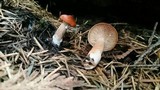 Lactarius rufus image