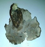 Sarcodon scabrosus image