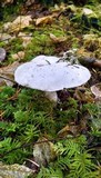 Amanita silvicola image