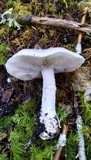 Amanita silvicola image