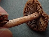 Inocybe castanea image