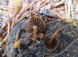 Psilocybe coprophila image