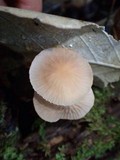 Marasmius leoninus image