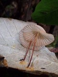 Marasmius leoninus image