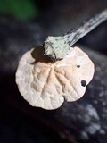 Marasmius neosessilis image