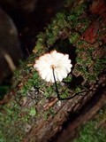 Marasmius praecox image