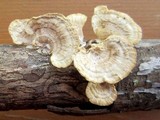 Poronidulus conchifer image