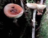 Leucoagaricus rubrotinctus image