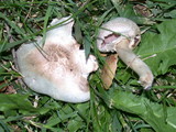 Agaricus californicus image