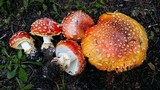 Amanita muscaria var. flavivolvata image