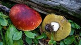 Boletus rubriceps image
