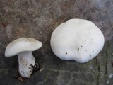 Clitocybe robusta image