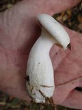 Clitocybe robusta image