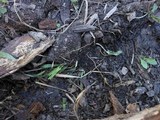 Pluteus seticeps var. cystidiosus image