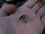 Pluteus seticeps var. cystidiosus image