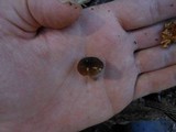 Pluteus seticeps var. cystidiosus image
