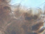 Pluteus seticeps var. cystidiosus image