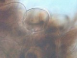Pluteus seticeps var. cystidiosus image