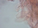 Pluteus seticeps var. cystidiosus image