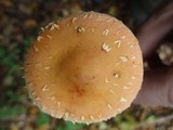 Leratiomyces squamosus image