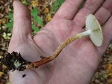 Leratiomyces squamosus var. thraustus image