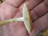 Leratiomyces squamosus var. thraustus image