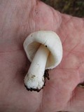 Pluteus tomentosulus image
