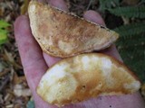 Postia fragilis image