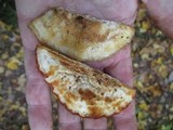 Postia fragilis image