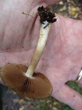 Psathyrella delineata image