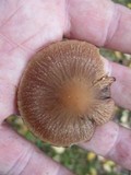 Psathyrella delineata image