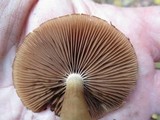 Psathyrella delineata image