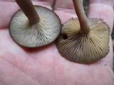 Pseudoclitocybe cyathiformis image