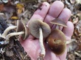 Agrocybe firma image