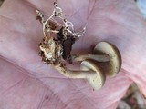 Agrocybe firma image