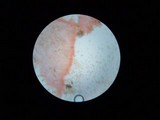 Agrocybe firma image