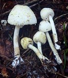 Leucocoprinus cepistipes image