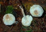 Leucocoprinus cepistipes image