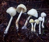 Leucocoprinus cepistipes image