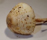 Leucocoprinus cepistipes image