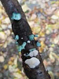 Crepidotus versutus image