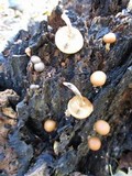 Lycogala epidendrum image