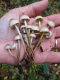 Mycena inclinata image
